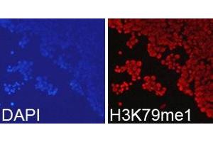 Immunofluorescence analysis of 293T cell using H3K79me1 antibody. (Histone 3 Antikörper  (H3K79me))