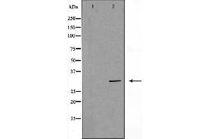 Western Blotting (WB) image for anti-Prohibitin (PHB) (Internal Region) antibody (ABIN6264169)