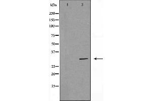 Western blot analysis of Hela whole cell lysates, using PHB Antibody. (Prohibitin Antikörper  (Internal Region))