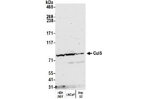 Western Blotting (WB) image for anti-Cullin 5 (CUL5) (AA 1-50) antibody (ABIN7454808) (Cullin 5 Antikörper  (AA 1-50))