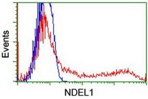 Image no. 3 for anti-NudE Nuclear Distribution E Homolog (A. Nidulans)-Like 1 (NDEL1) antibody (ABIN1499852) (NDEL1 Antikörper)
