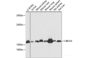 Western blot analysis of extracts of various cell lines using UBE2L6 Polyclonal Antibody at dilution of 1:1000. (UBE2L6 Antikörper)