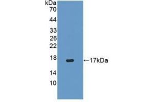 Detection of Recombinant IFNg, Porcine using Polyclonal Antibody to Interferon Gamma (IFNg) (Interferon gamma Antikörper  (AA 21-166))