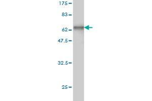 Western Blot detection against Immunogen (64. (Cathepsin W Antikörper  (AA 22-376))