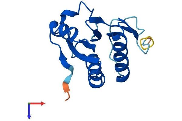 TXNL4A Protein (AA 1-142) (His tag)