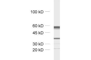 Western Blotting (WB) image for anti-Tubulin, beta 3 (TUBB3) (AA 443-450) antibody (ABIN1742553)