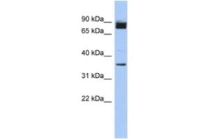 Western Blotting (WB) image for anti-MGC48628 antibody (ABIN2463947) (MGC48628 Antikörper)
