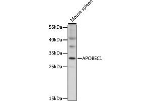 Western blot analysis of extracts of mouse spleen, using  antibody (ABIN7265636) at 1:1000 dilution. (APOBEC1 Antikörper  (AA 1-80))