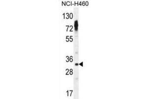 Western Blotting (WB) image for anti-Olfactory Receptor, Family 2, Subfamily Z, Member 1 (OR2Z1) antibody (ABIN2995998) (OR2Z1 Antikörper)