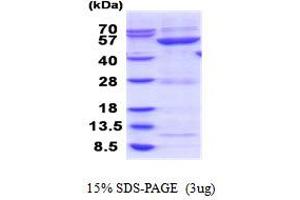Glucosidase, Beta, Acid 3 (Cytosolic) (GBA3) (AA 1-469) protein (His tag)