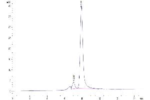 The purity of Biotinylated Human Latent TGF beta 1 is greater than 93 % as determined by SEC-HPLC. (Latent TGF-beta 1 (AA 30-390) protein (His-Avi Tag,Biotin))
