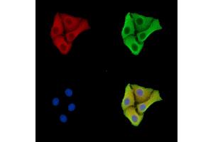 ABIN7096455 and ABIN7100519 staining Hela cells by IF/ICC. (CHM Antikörper)