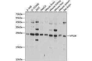 Western blot analysis of extracts of various cell lines, using VPS28 antibody (ABIN6128914, ABIN6150124, ABIN6150125 and ABIN6224890) at 1:1000 dilution. (VPS28 Antikörper  (AA 1-221))