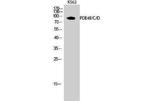 Western Blotting (WB) image for anti-phosphodiesterase 4A/B/C, CAMP-Specific (PDE4B/C/D) (Lys23) antibody (ABIN3186359)