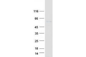 Western Blotting (WB) image for Butyrophilin, Subfamily 3, Member A1 (BTN3A1) (Transcript Variant 1) protein (Myc-DYKDDDDK Tag) (ABIN2716789)