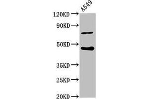Western Blot Positive WB detected in: A549 whole cell lysate All lanes: SPOPL antibody at 6. (SPOPL Antikörper  (AA 1-120))