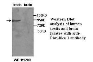 Image no. 2 for anti-Piwi-Like 1 (PIWIL1) antibody (ABIN790907) (PIWIL1 Antikörper)