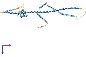HOOK2 Protein (AA 1-719) (His tag)