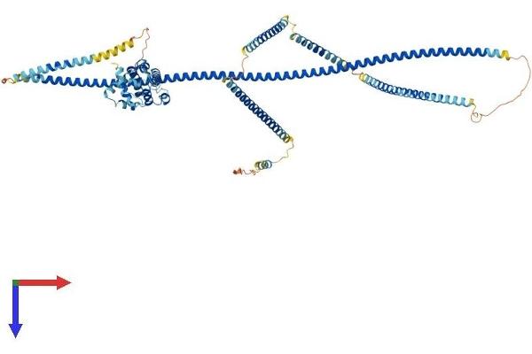 HOOK2 Protein (AA 1-719) (His tag)