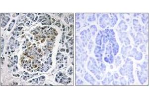 Immunohistochemistry analysis of paraffin-embedded human pancreas tissue, using MtSSB Antibody.