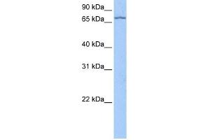 LARP7 antibody used at 0. (LARP7 Antikörper  (C-Term))