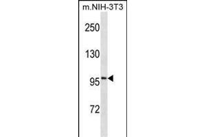 ATP1A1 Antibody ABIN1539846 western blot analysis in mouse NIH-3T3 cell line lysates (35 μg/lane). (ATP1A1 Antikörper  (AA 33-61))