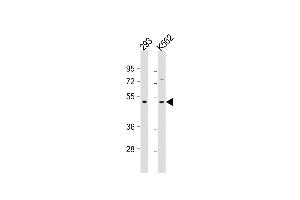 All lanes : Anti- at 1:500-1:1000 dilution Lane 1: 293 whole cell lysate Lane 2: K562 whole cell lysate Lysates/proteins at 20 μg per lane. (TGFB2 Antikörper)