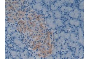 IHC-P analysis of Rat Pancreas Tissue, with DAB staining. (GDF1 Antikörper  (AA 183-357))
