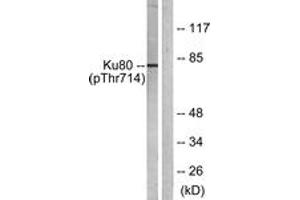 Western blot analysis of extracts from COS7 cells, using Ku80 (Phospho-Thr714) Antibody. (XRCC5 Antikörper  (pThr714))