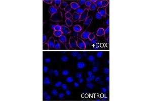 Immunofluorescence (IF) image for anti-H-2Kb Bound To SIINFEKL antibody (APC) (ABIN2658327) (H-2Kb Bound To SIINFEKL Antikörper (APC))