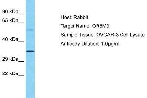 Host: Rabbit Target Name: OR5M9 Sample Type: OVCAR-3 Whole Cell lysates Antibody Dilution: 1. (OR5M9 Antikörper  (C-Term))