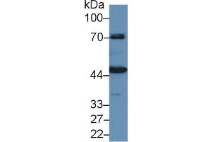 Western Blot; Sample: Porcine Kidney lysate; Primary Ab: 1µg/ml Rabbit Anti-Human HMWK Antibody Second Ab: 0. (Kininogen (HMW) Antikörper  (AA 225-407))