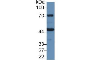 Western Blot; Sample: Porcine Kidney lysate; Primary Ab: 1µg/ml Rabbit Anti-Human HMWK Antibody Second Ab: 0. (KNG1 Antikörper  (AA 225-407))