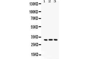 Anti- Bcl10 Picoband antibody, Western blottingAll lanes: Anti Bcl10  at 0. (BCL10 Antikörper  (AA 1-233))