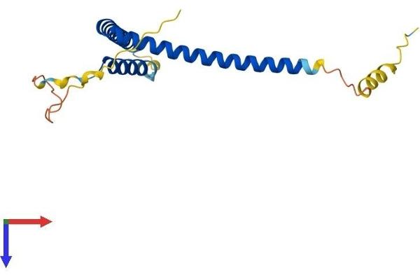 MED28 Protein (AA 1-178) (His tag)