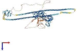 CARD11 Protein (AA 1-1159) (His tag)