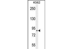 CLIC6 Antibody (Center) (ABIN654431 and ABIN2844167) western blot analysis in K562 cell line lysates (35 μg/lane). (CLIC6 Antikörper  (AA 539-565))