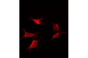 ABIN6275963 staining NIH-3T3 by IF/ICC. (GPR173 Antikörper  (Internal Region))