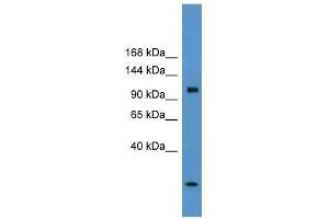 Clcn1 antibody used at 5 ug/ml to detect target protein. (CLCN1 Antikörper  (C-Term))