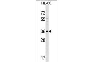 Western blot analysis in HL-60 cell line lysates (35ug/lane). (SPOCK3 Antikörper  (N-Term))
