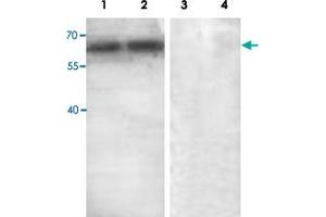 Western blot analysis with ABCE1 polyclonal antibody  at 1 : 500 dilution. (ABCE1 Antikörper  (C-Term))