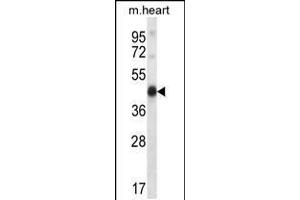 Western blot analysis in mouse heart tissue lysates (35ug/lane). (PDK2 Antikörper  (N-Term))
