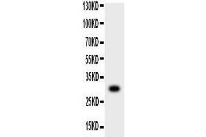 Anti-MMP7 Picoband antibody,  All lanes: Anti-MMP7 at 0. (MMP7 Antikörper  (AA 95-264))