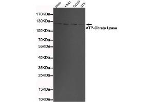 Western blot detection of ATP-Citrate Lyase in 3T3,K562,COS7 and Hela cell lysates using ATP-Citrate Lyase mouse mAb (1:1000 diluted). (ACLY Antikörper  (C-Term))