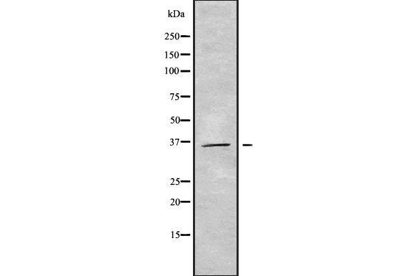 GIMAP7 antibody  (N-Term)