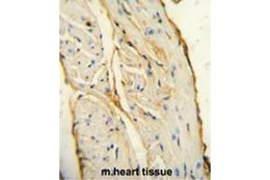 AIF1 antibody (N-term) immunohistochemistry analysis in formalin fixed and paraffin embedded mouse heart tissue followed by peroxidase conjugation of the secondary antibody and DAB staining.