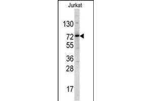 Western blot analysis of NKRF antibody (Center) (ABIN390606 and ABIN2840918) in Jurkat cell line lysates (35 μg/lane). (NKRF Antikörper  (AA 205-233))