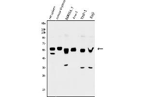 Western blot analysis of GFI1 using anti-GFI1 antibody (ABIN7599380).