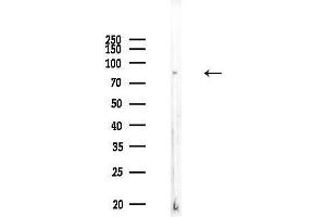 anti-Cadherin 7 (CDH7) (C-Term) antibody