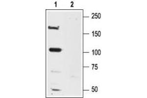 Western blot analysis of rat brain lysates:1. (Glutamate Receptor, Ionotropic, N-Methyl D-Aspartate 2a (GRIN2A) Peptid)
